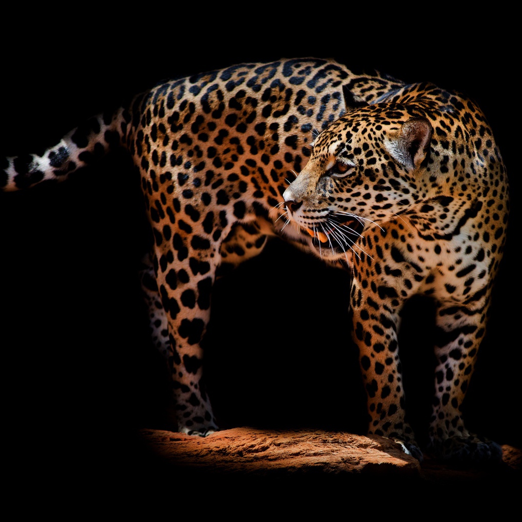 Красивый грозный леопард на черном фоне