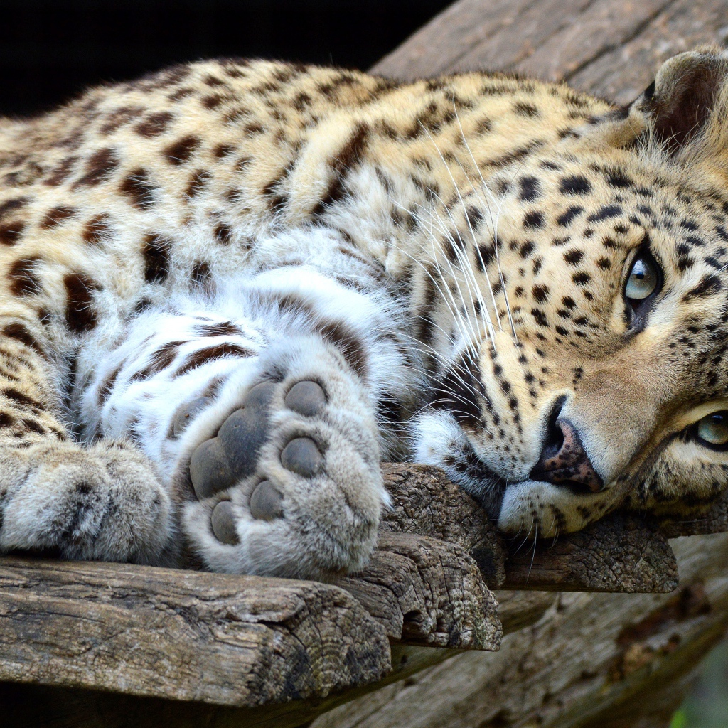 Красивый хищный пятнистый леопард лежит 