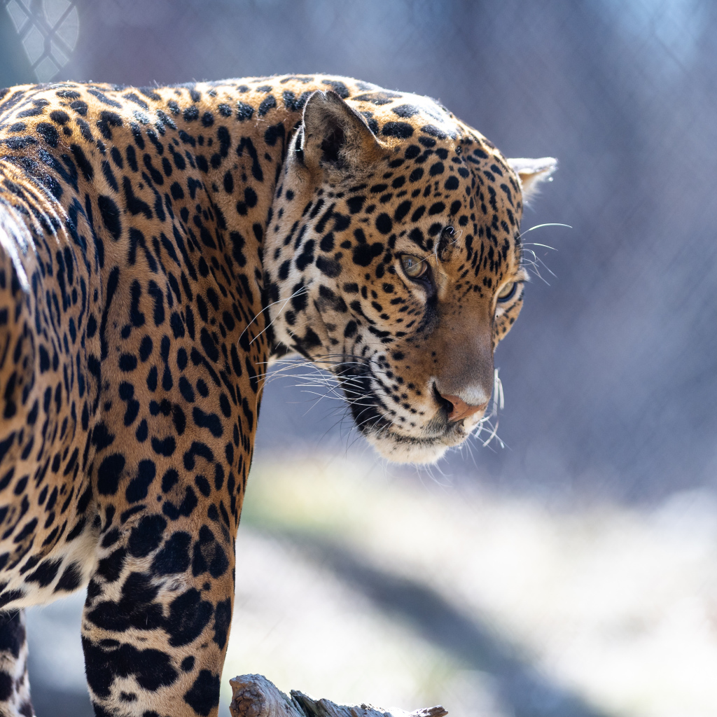 Красивый пятнистый гепард в зоопарке