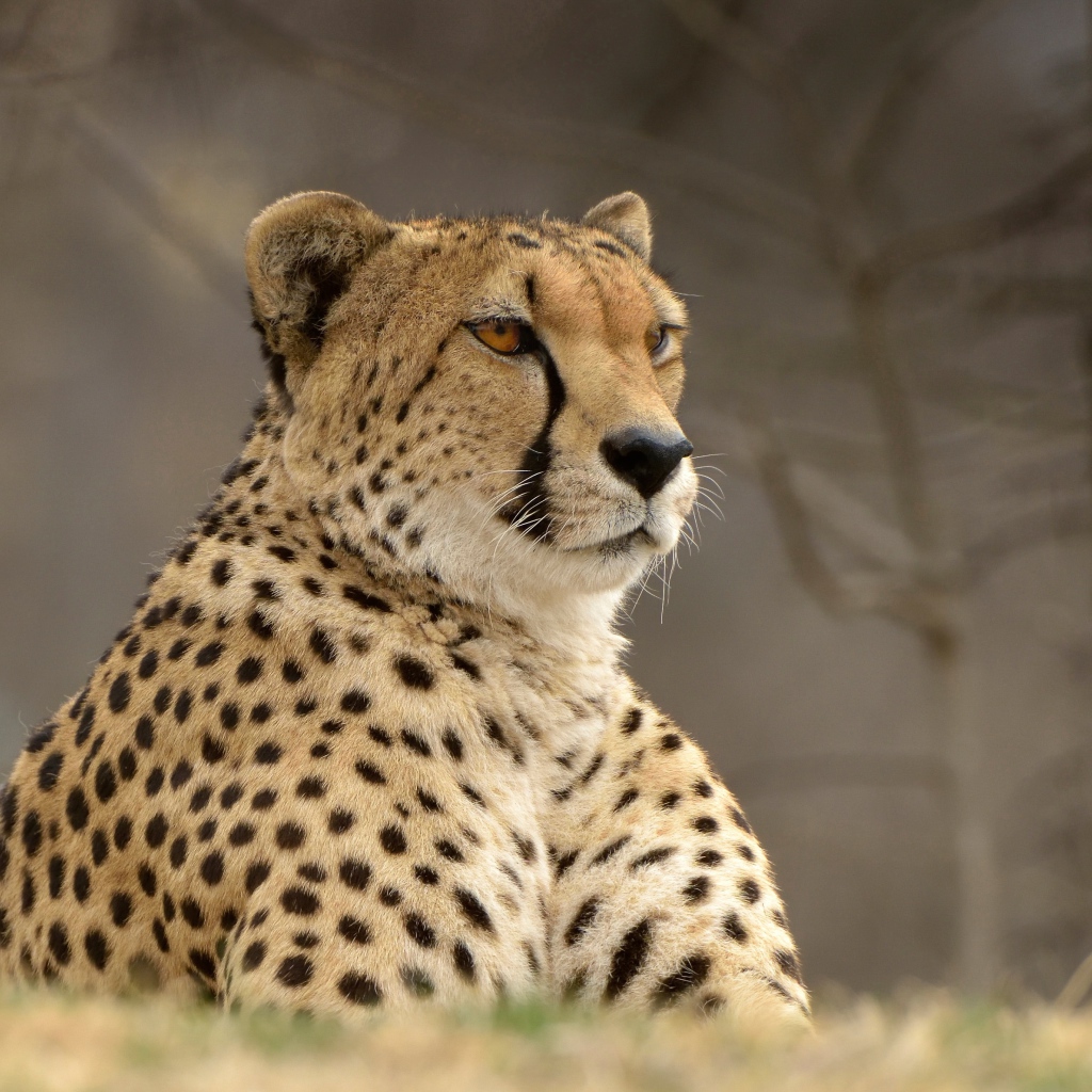 Большой красивый гепард лежит на траве