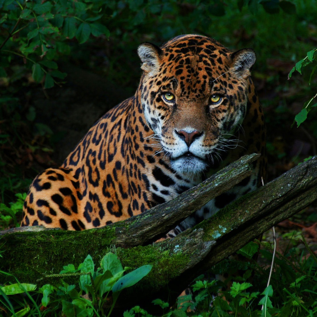 Большой красивый ягуар в зеленых листьях 