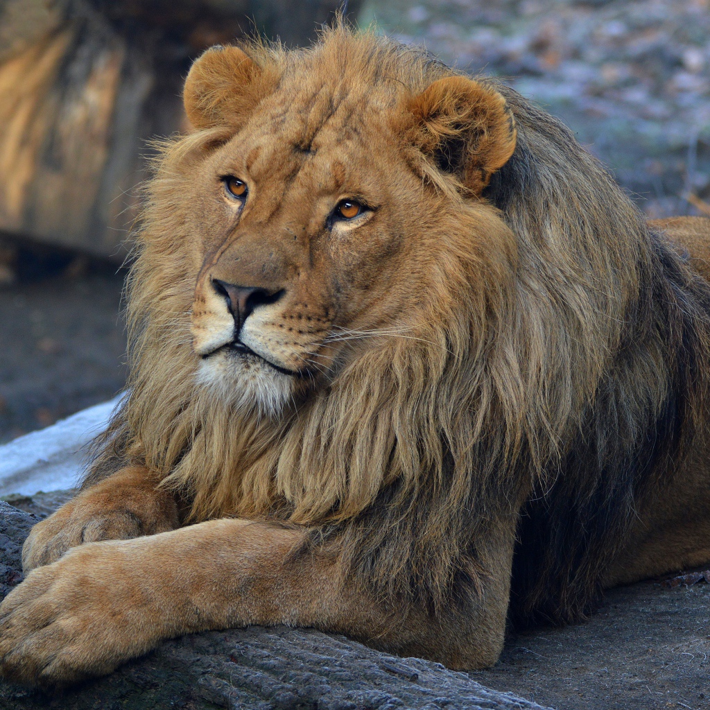 Большой красивый лев в зоопарке 