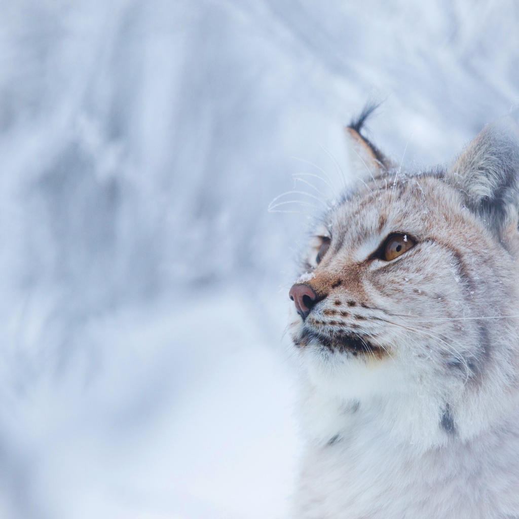 Большая красивая рысь зимой
