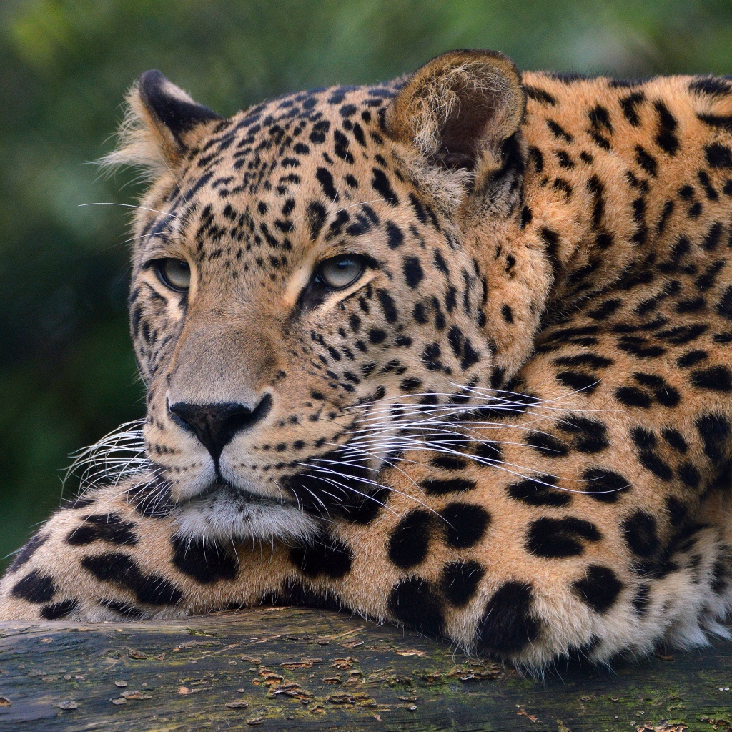 Большой красивый пятнистый леопард крупным планом