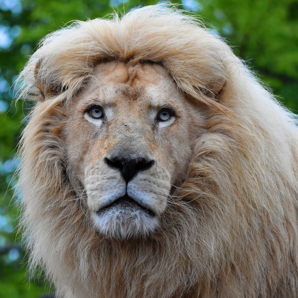 Большой голубоглазый лев морда крупным планом