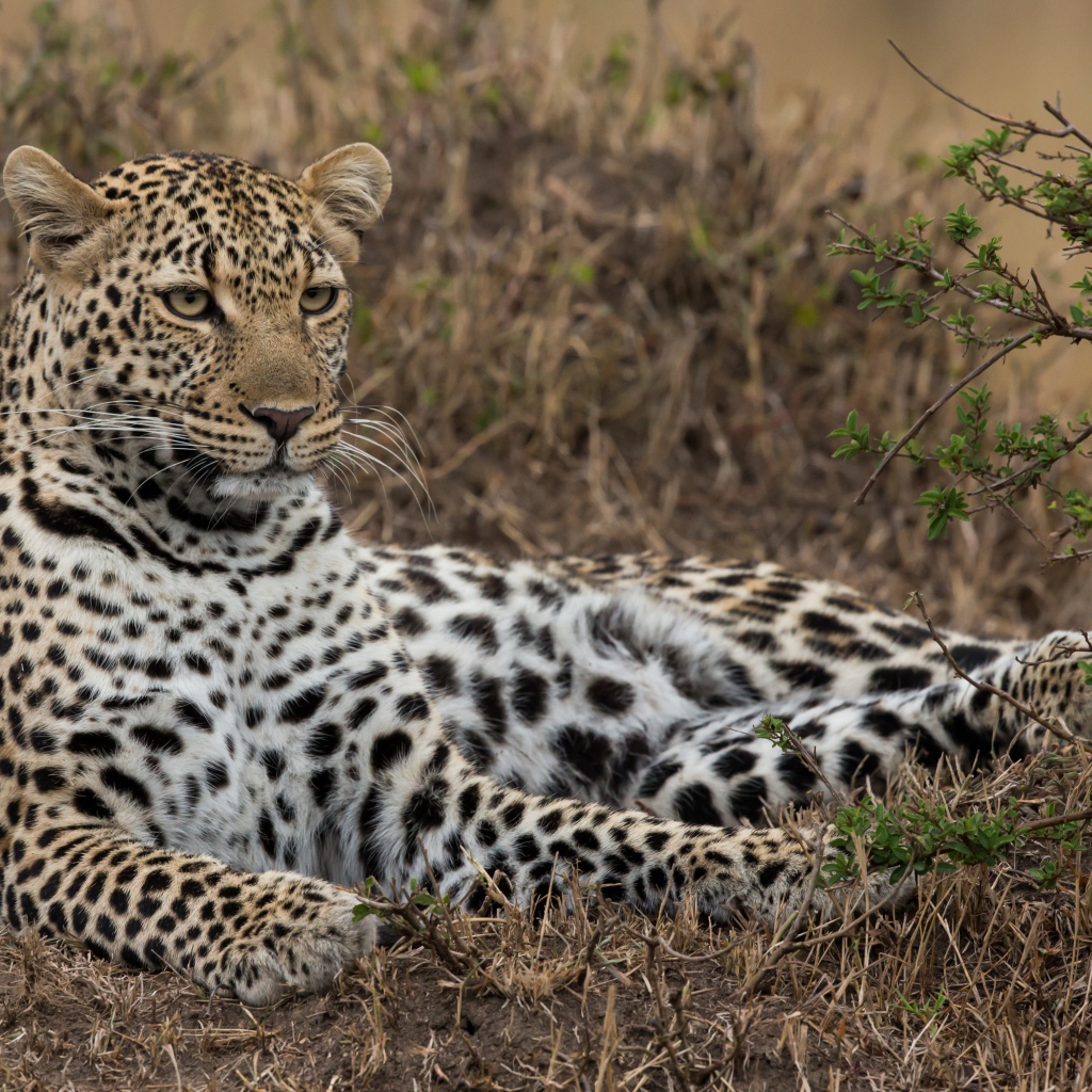 Большой грациозный леопард лежит на траве