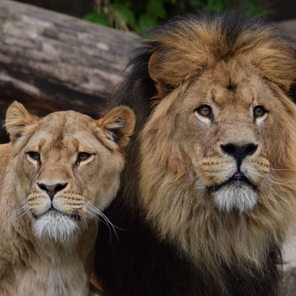 Большие лев и львица в зоопарке