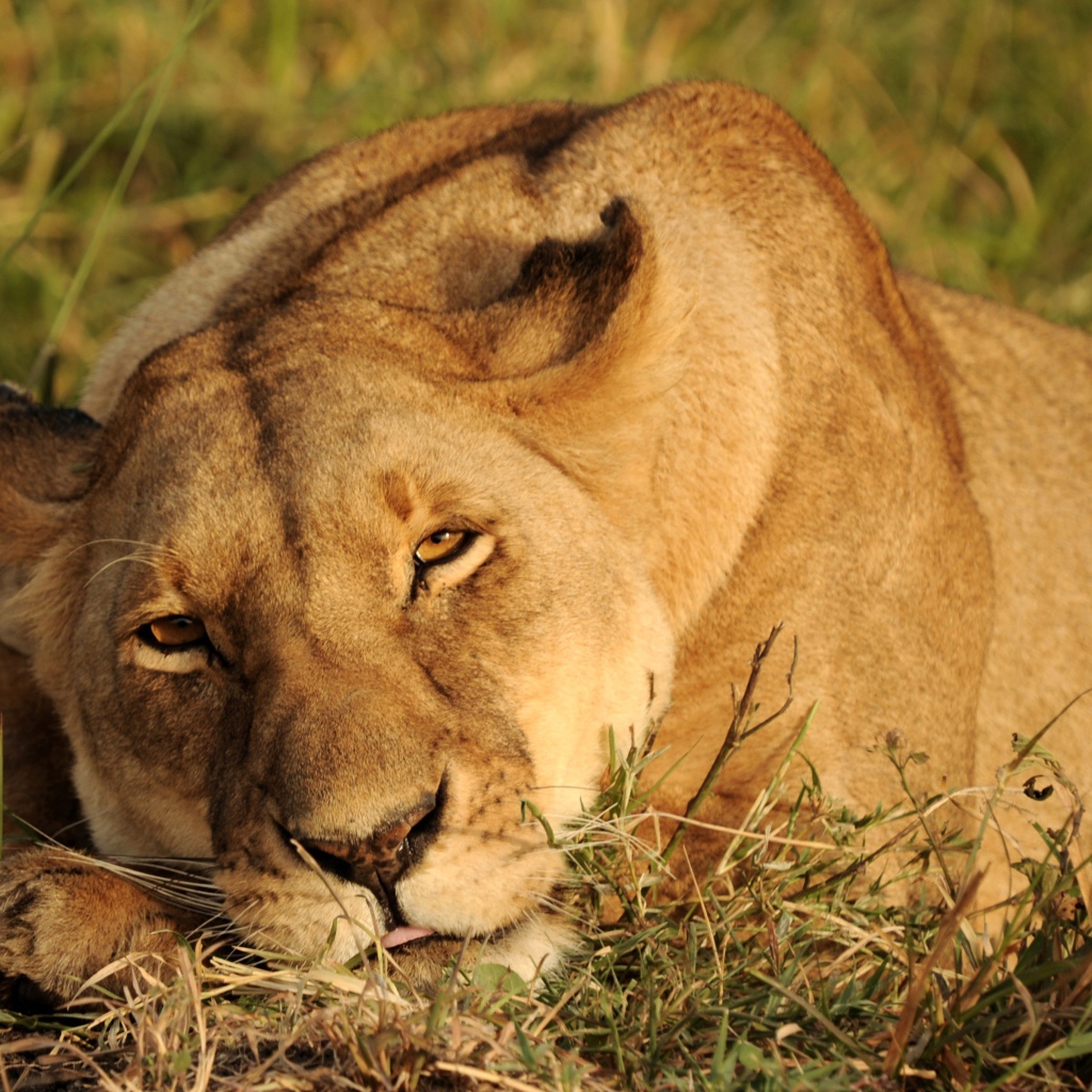 Большая львица спит на зеленой траве