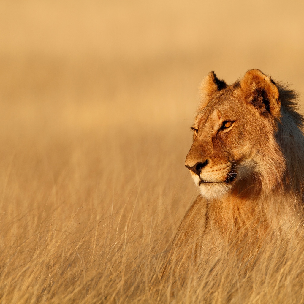 Большая львица сидит в сухой траве  
