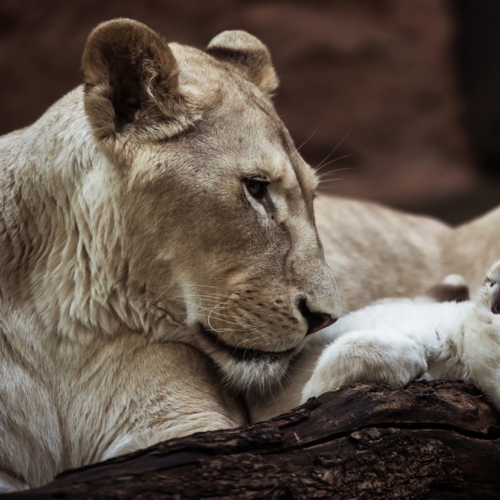 Большая львица с маленьким львенком в зоопарке