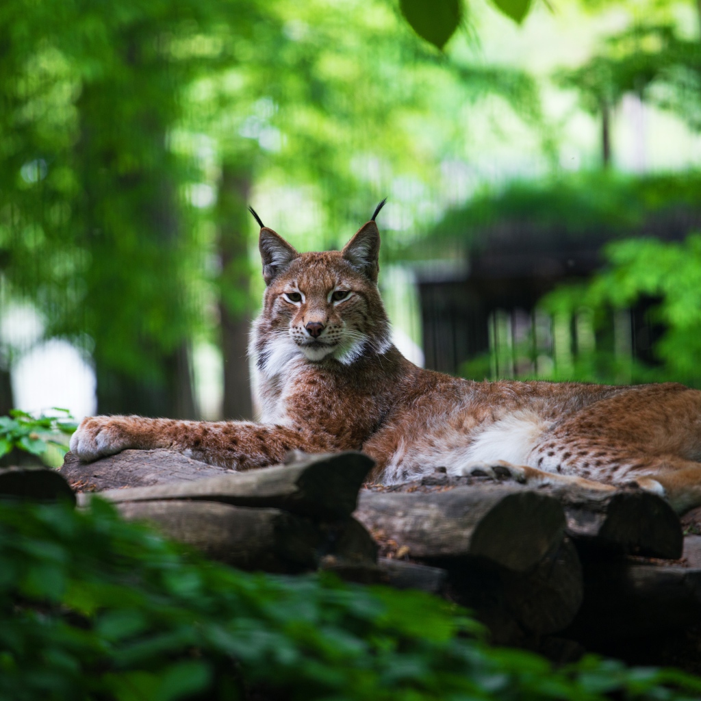 Большая рысь лежит на сухих деревьях