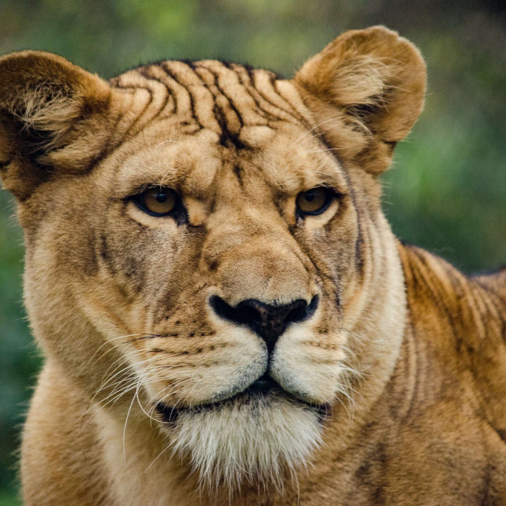 Большая серьезная львица