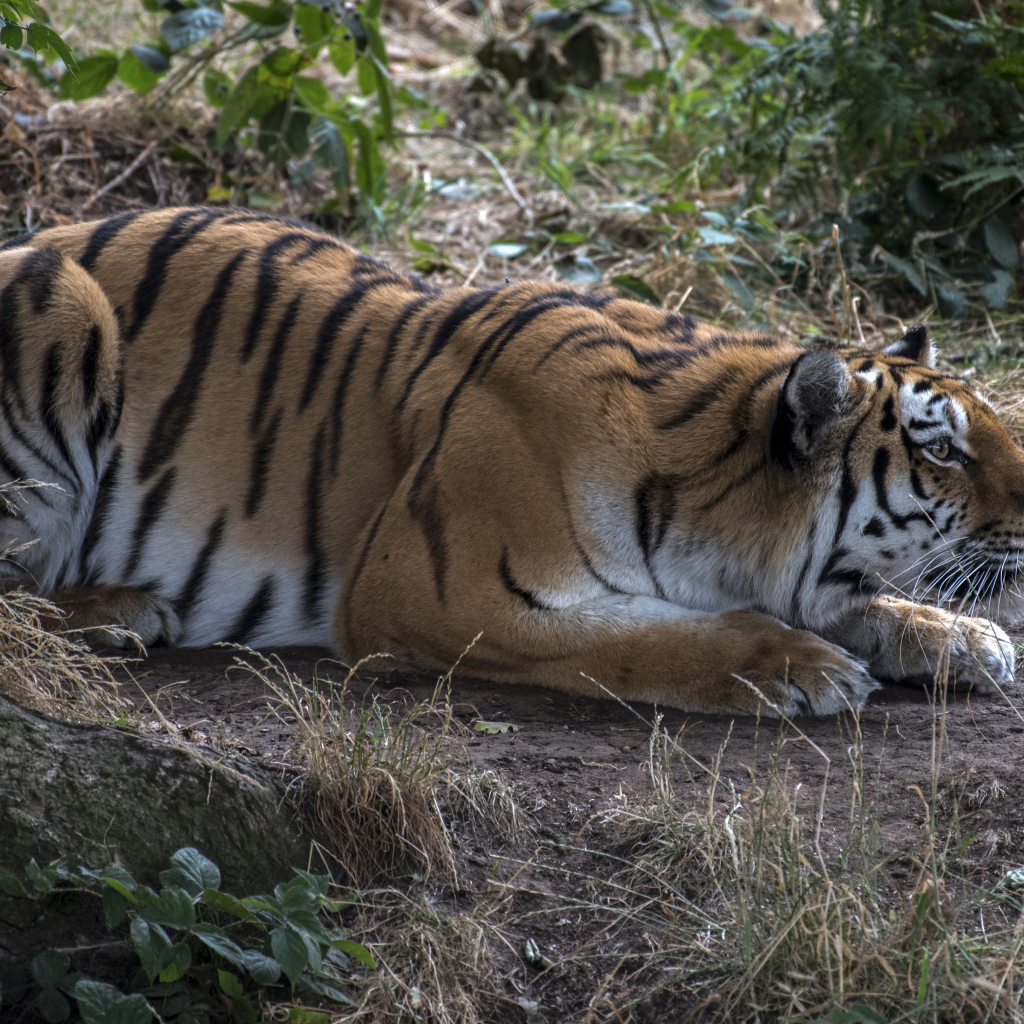 Большой полосатый красивый тигр сидит в засаде 