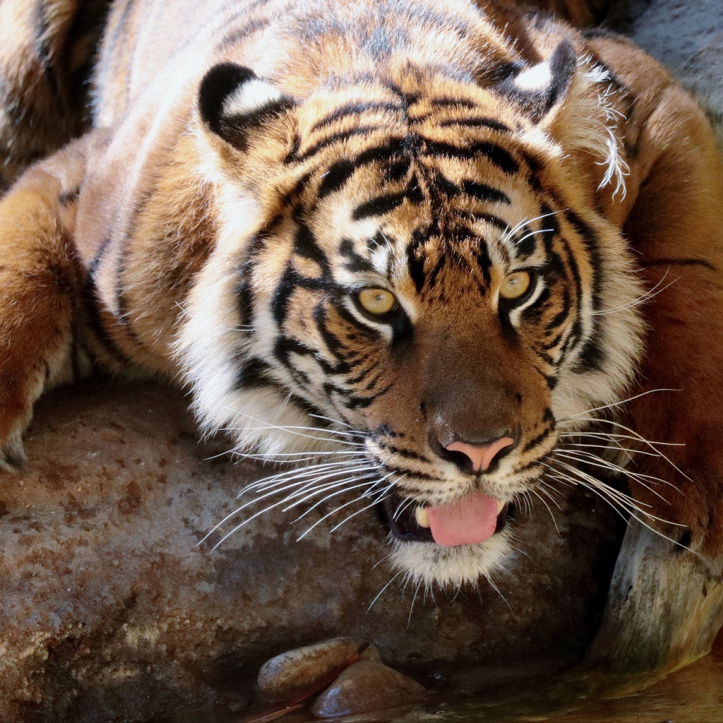 Большой тигр у водопоя