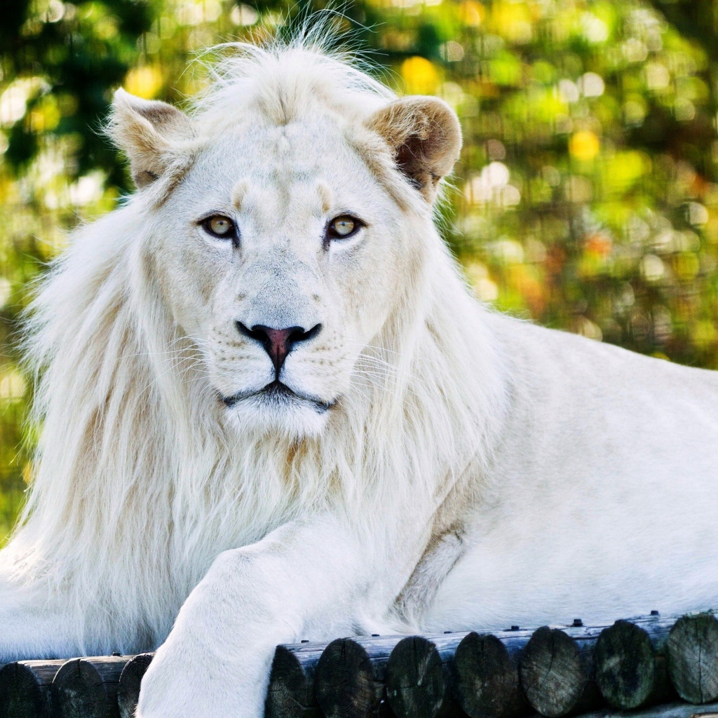 Большой белый лев лежит на дереве