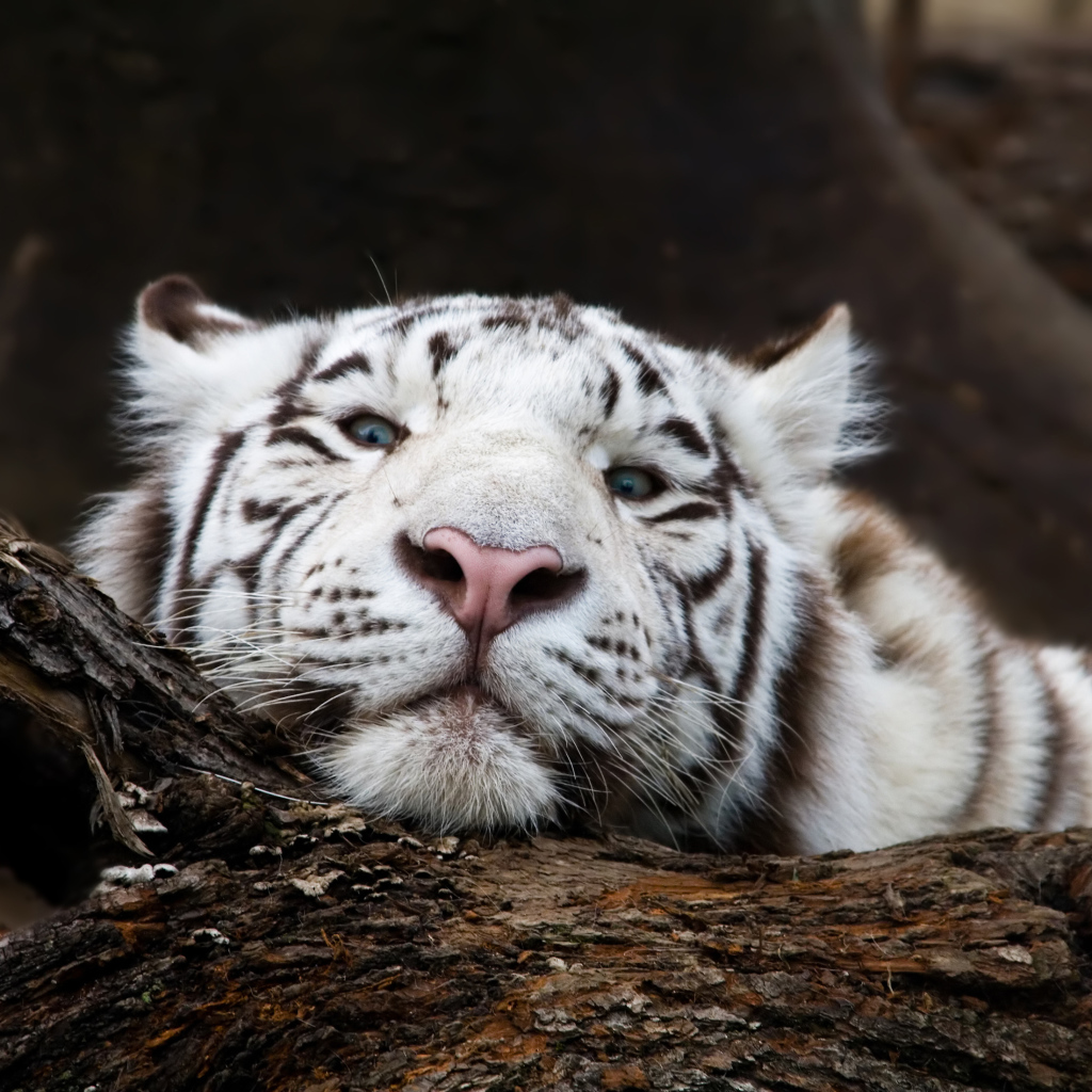 Большой белый тигр лежит на дереве