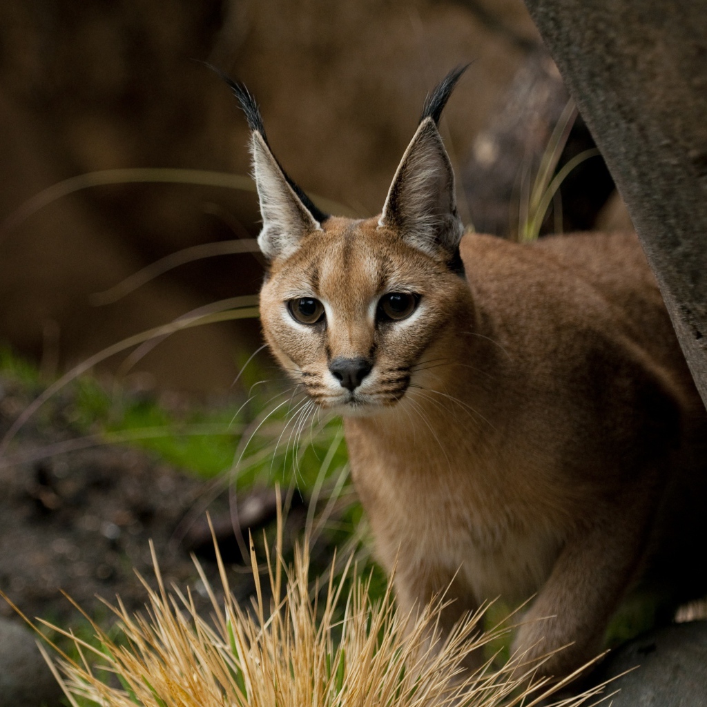 Каракал прячется за деревом