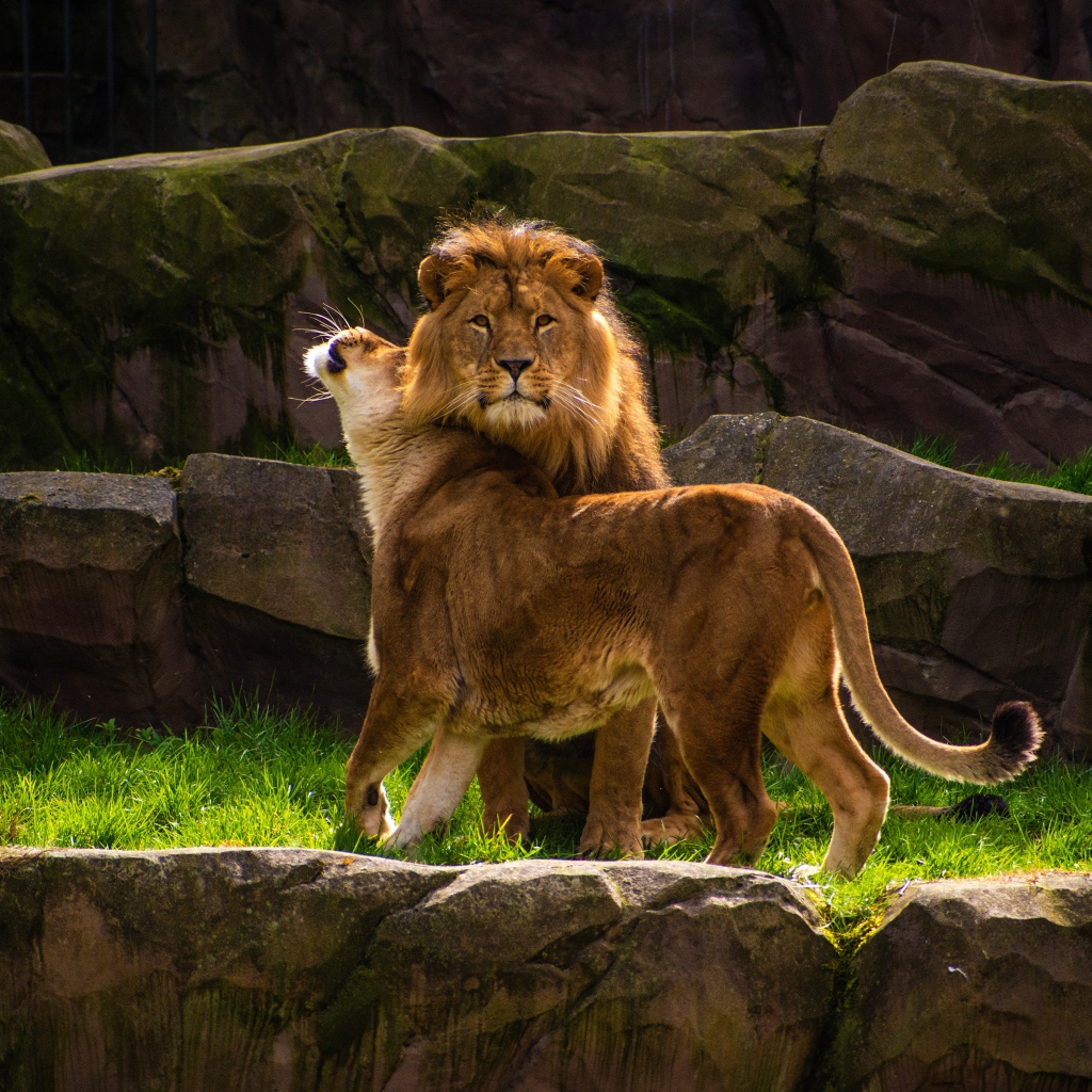 Грациозные лев и львица в зоопарке