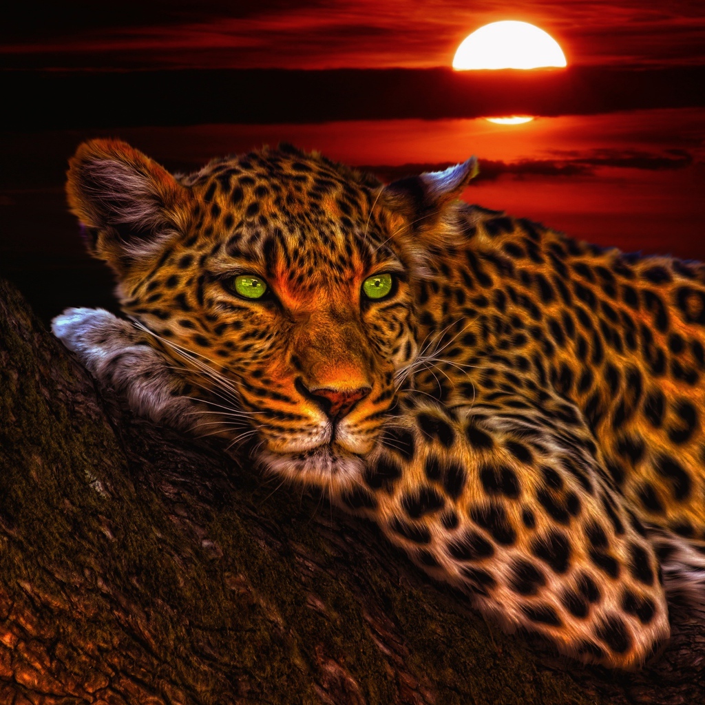 Зеленоглазый леопард лежит на дереве на закате солнца