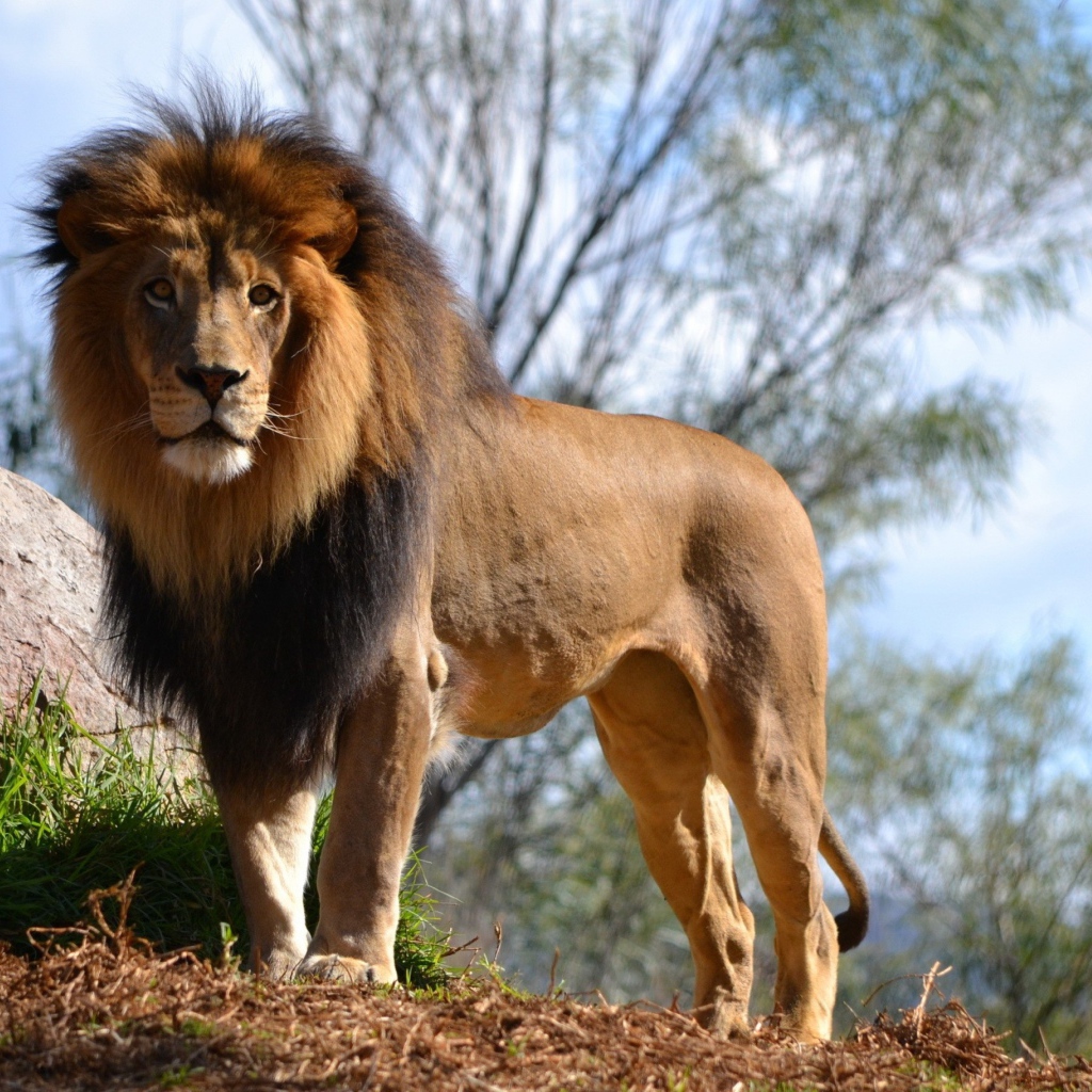 Большой грациозный лев у камня