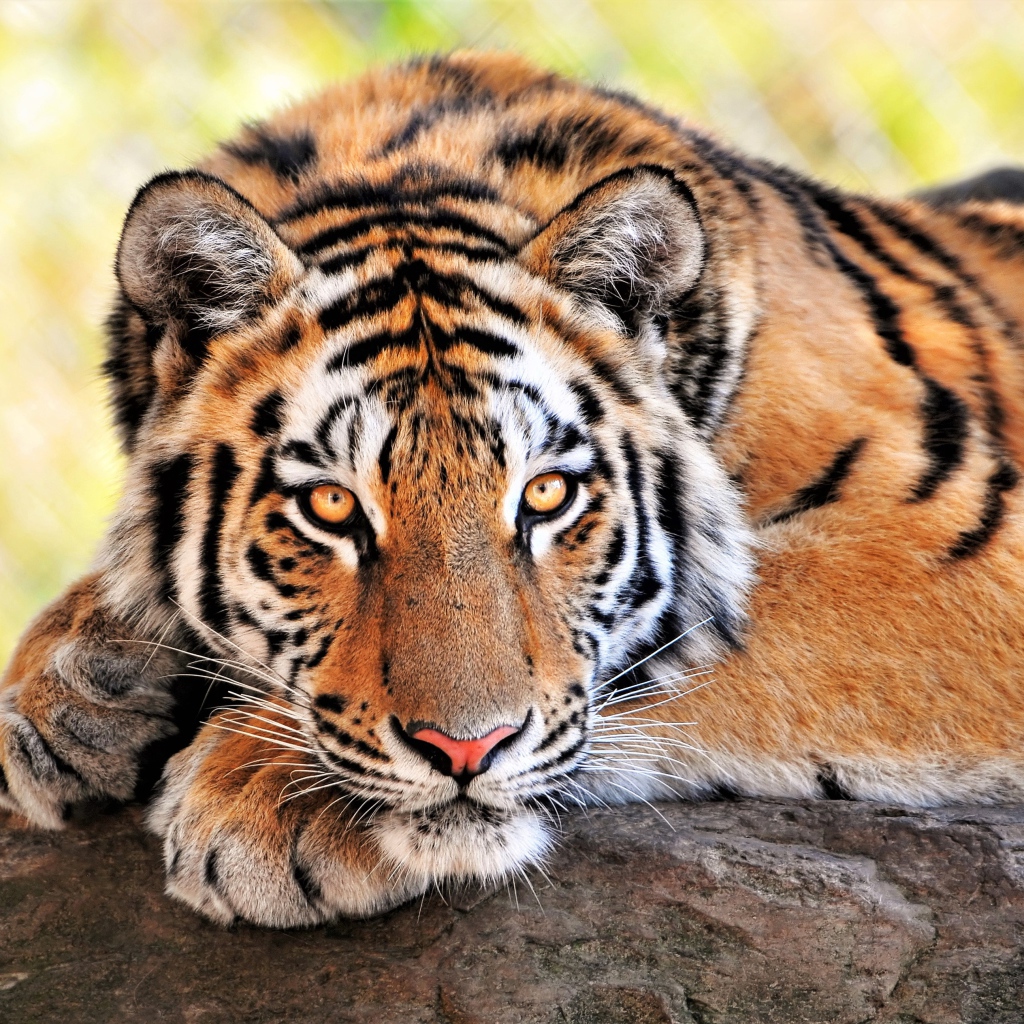 Большой величественный тигр крупным планом