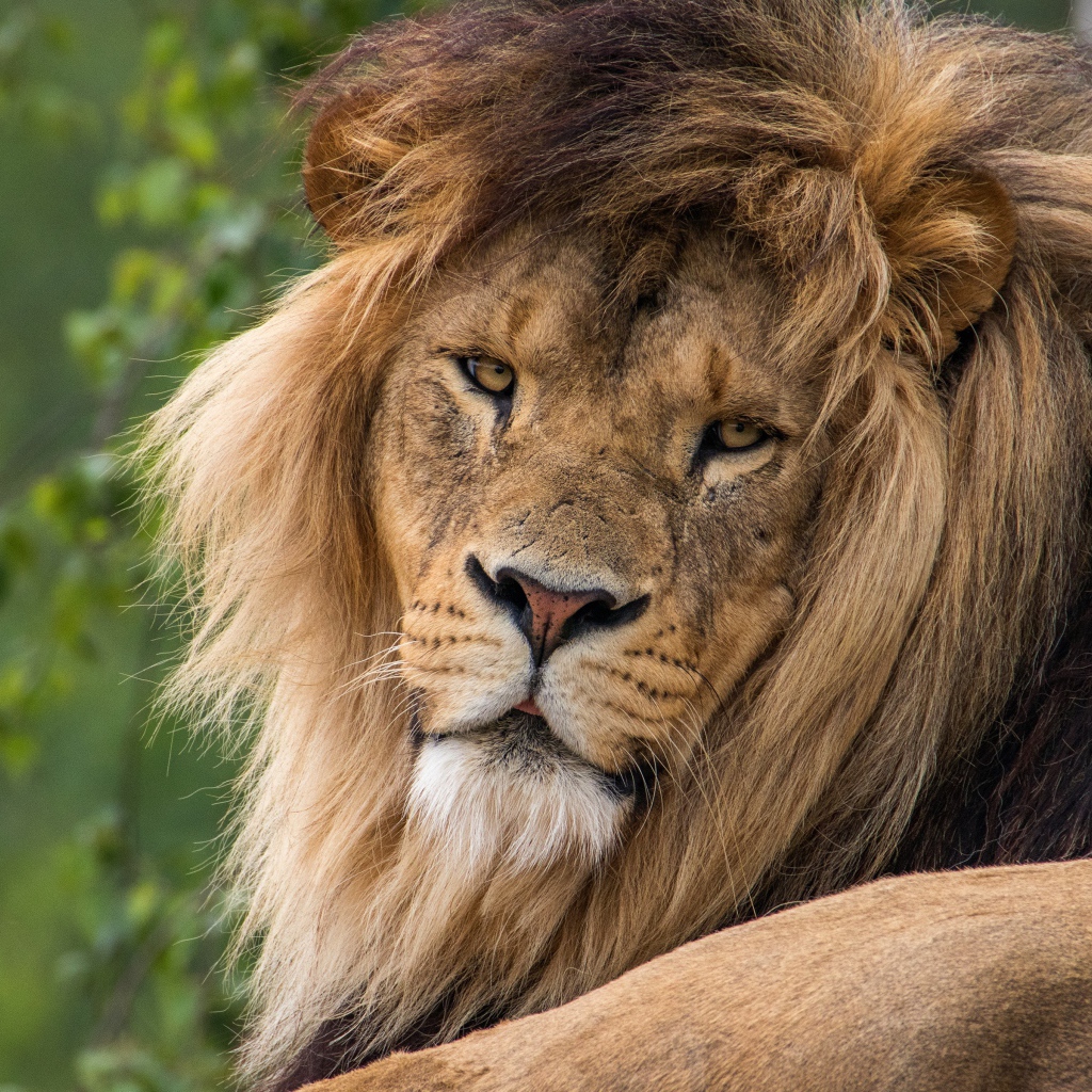 Большой серьезный лев  с пышной гривой