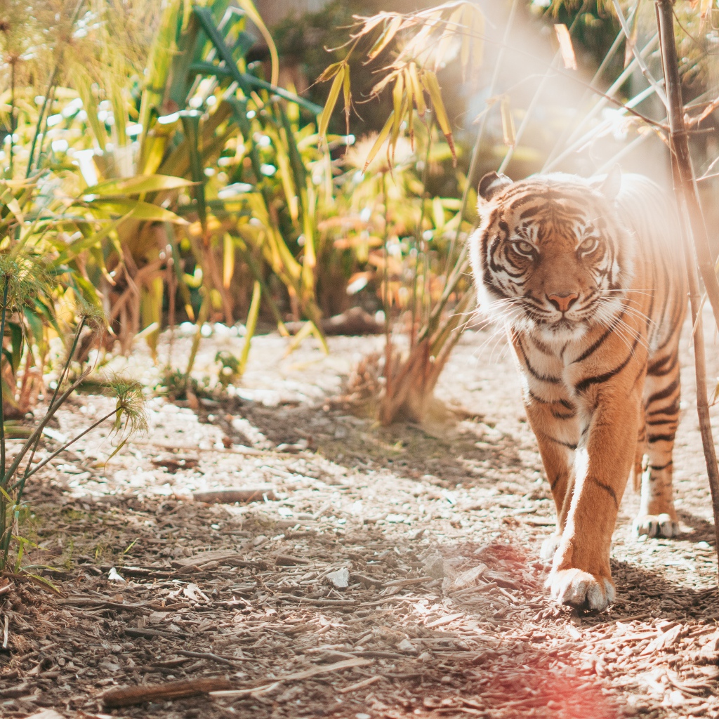 Большой полосатый тигр в зарослях бамбука