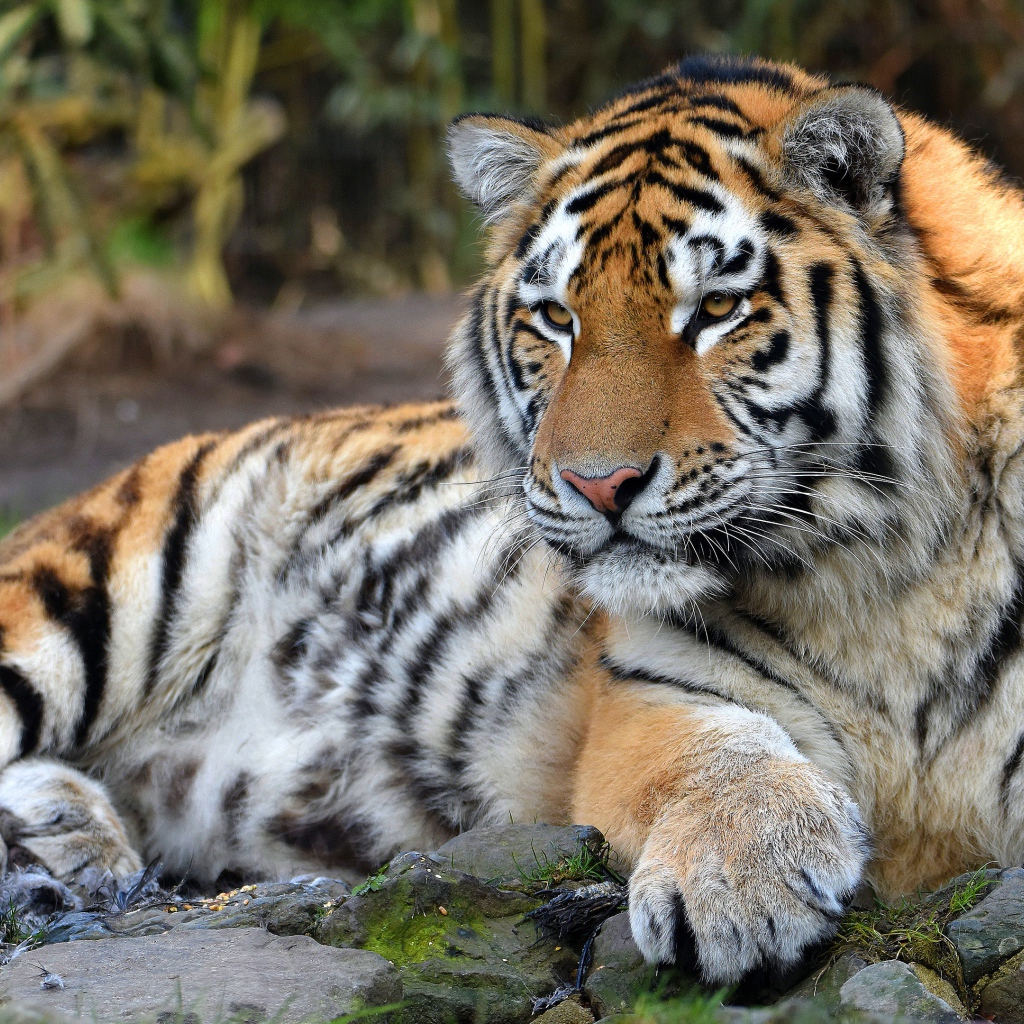Большой полосатый тигр с большими лапами