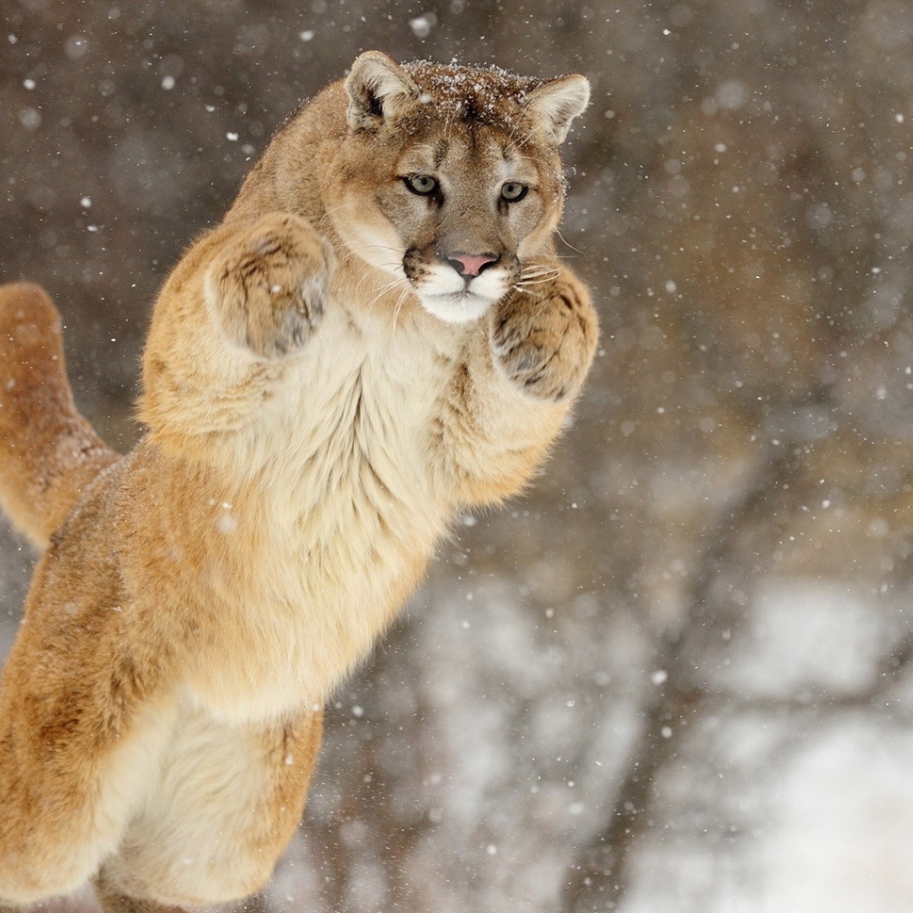 Прыжок большой пумы зимой