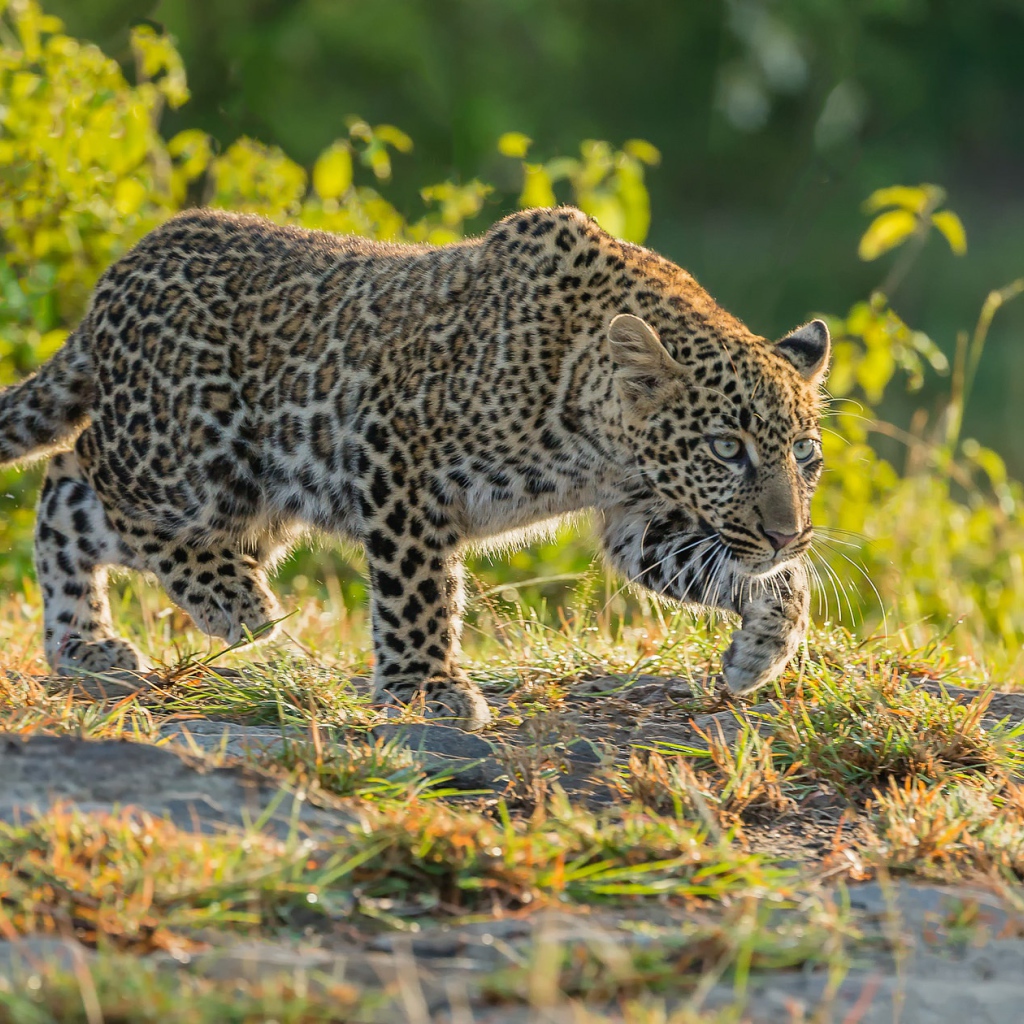 Леопард крадется по траве