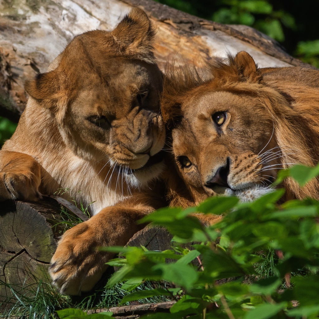 Лев и львица лежат на дереве 