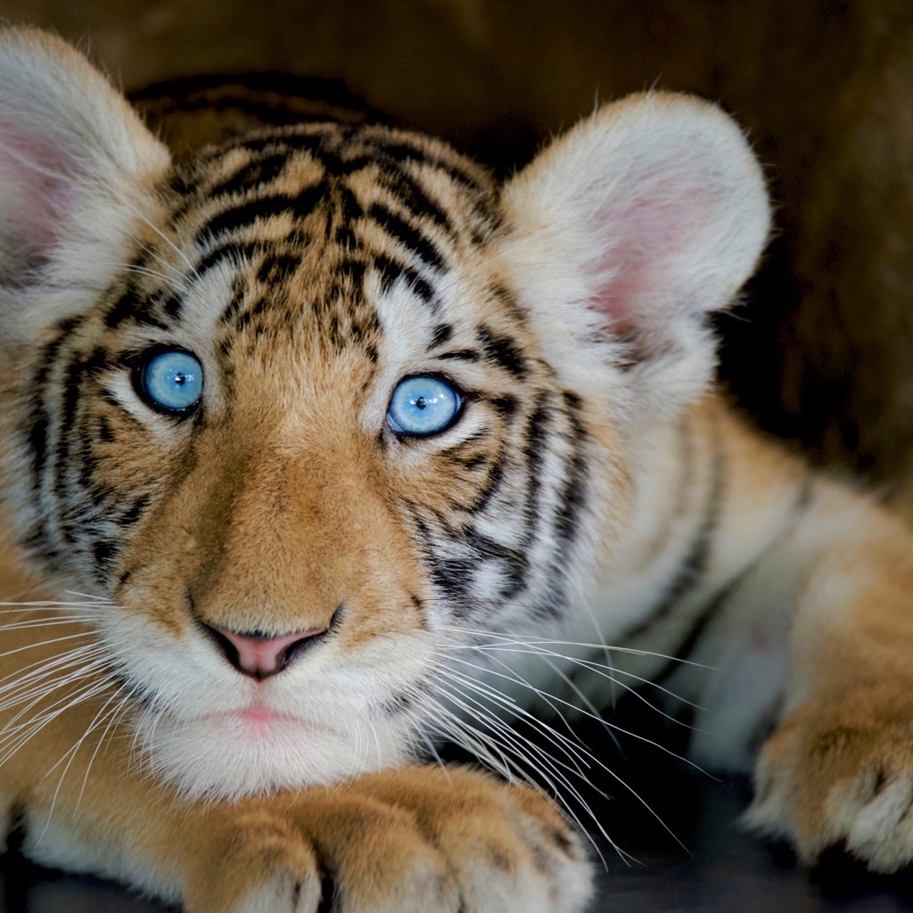 Маленький красивый голубоглазый тигренок