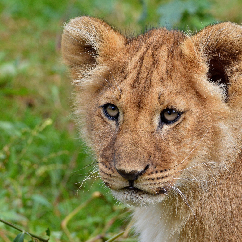 Маленький забавный львенок крупным планом