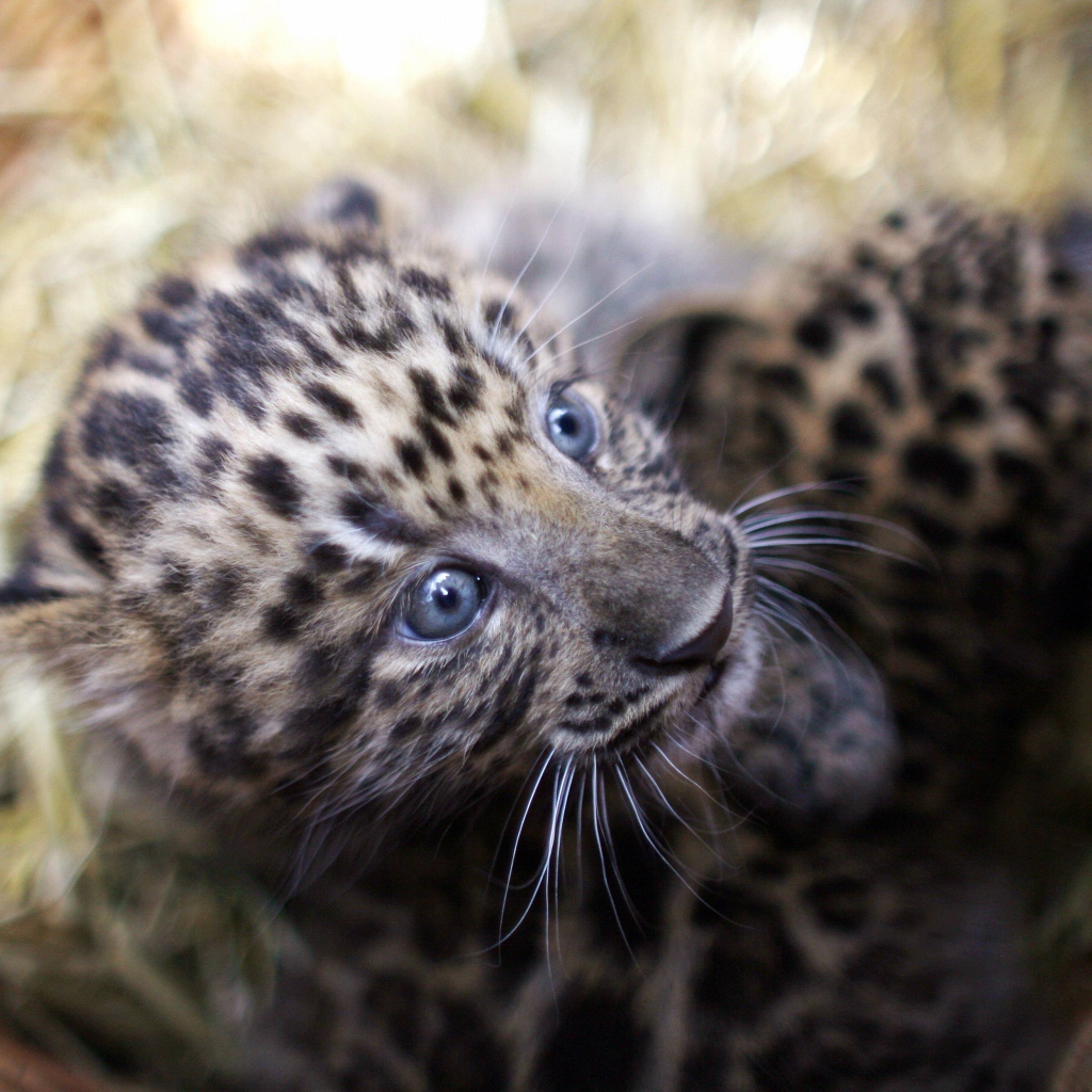 Маленький испуганный детеныш леопарда в корзине