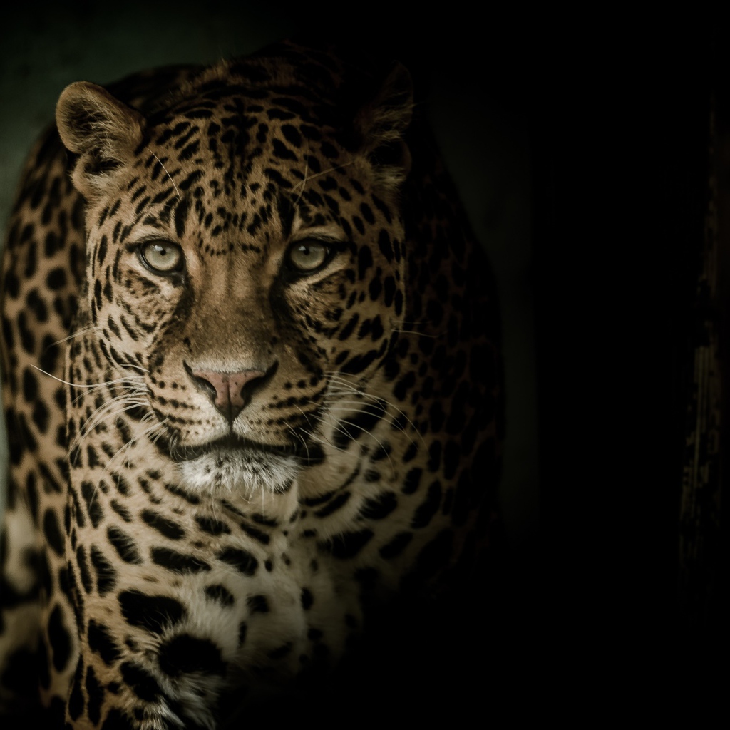 Взгляд пятнистого леопарда