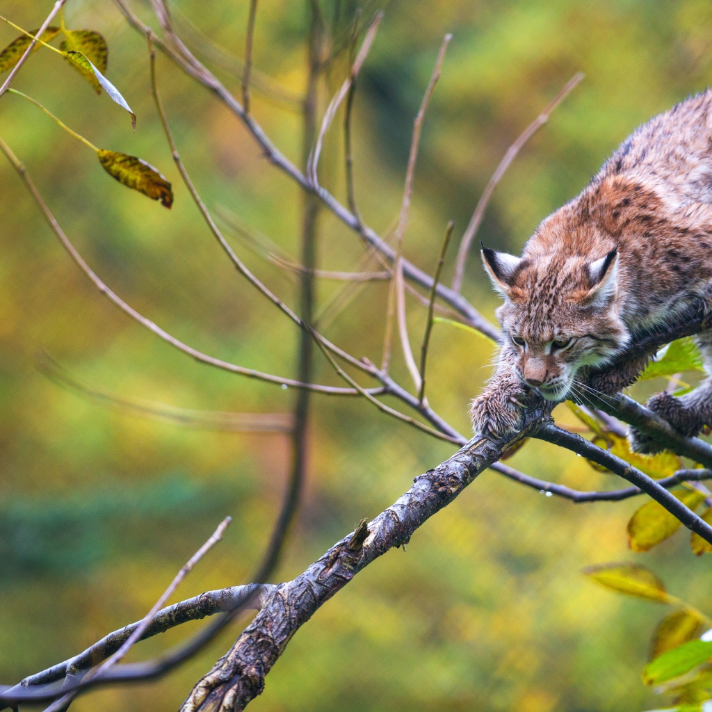 Рысь крадется по ветке дерева