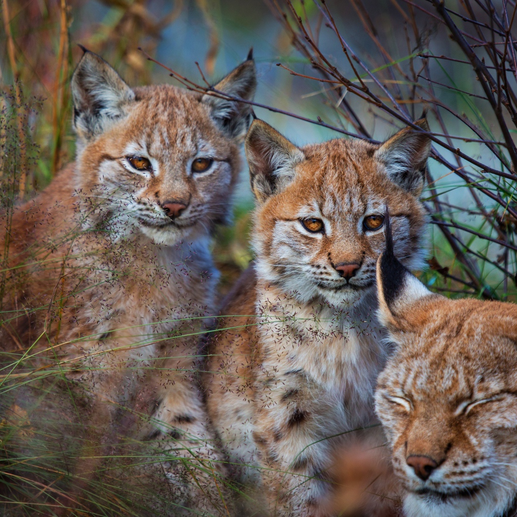 Рысь с маленькими детенышами в траве