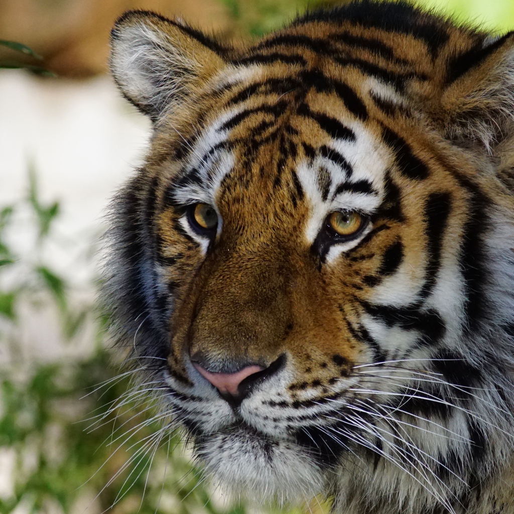 Muzzle of a large beautiful striped tiger close-up