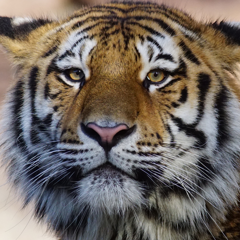 Морда большого полосатого тигра крупным планом