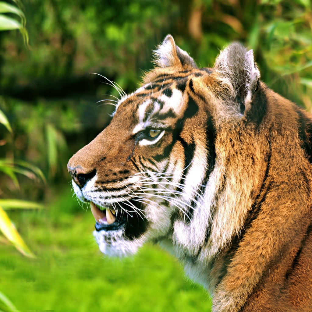 Морда полосатого тигра с открытой пастью