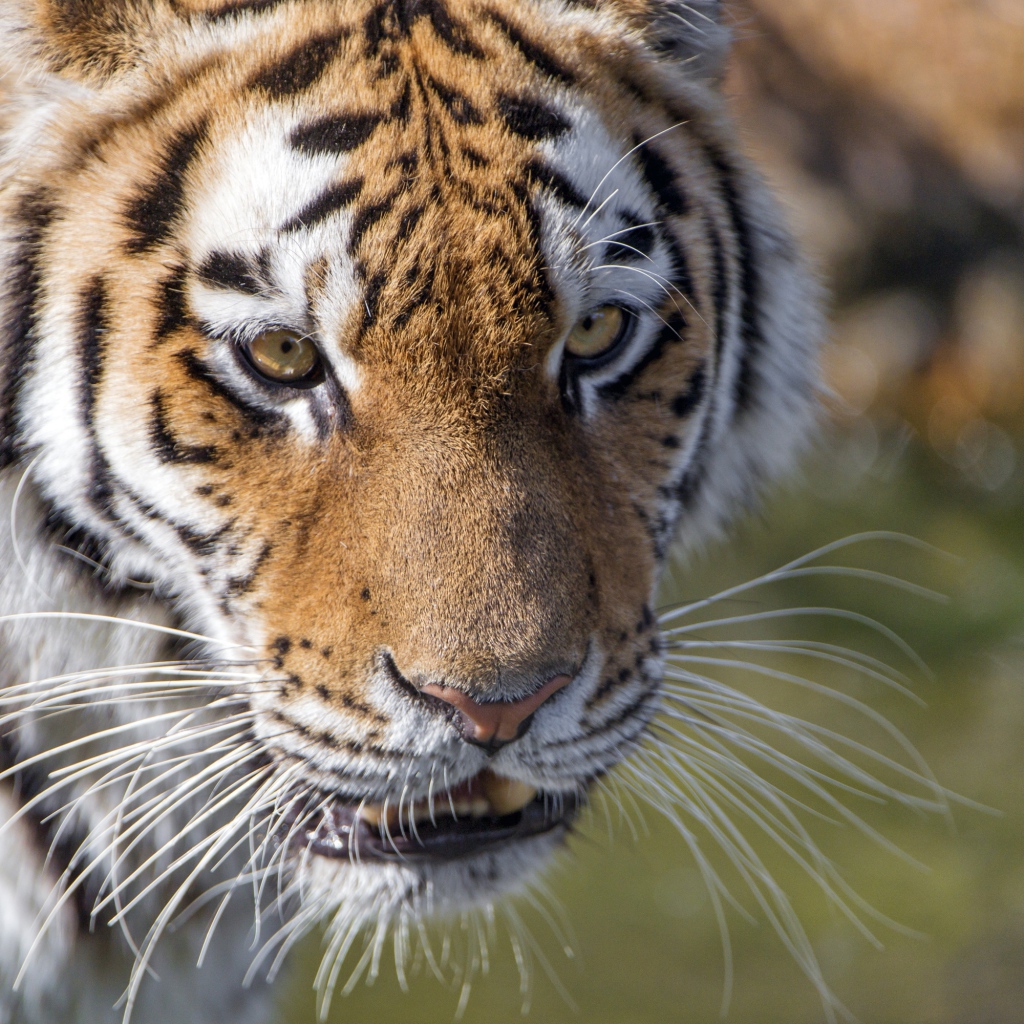 Морда большого тигра