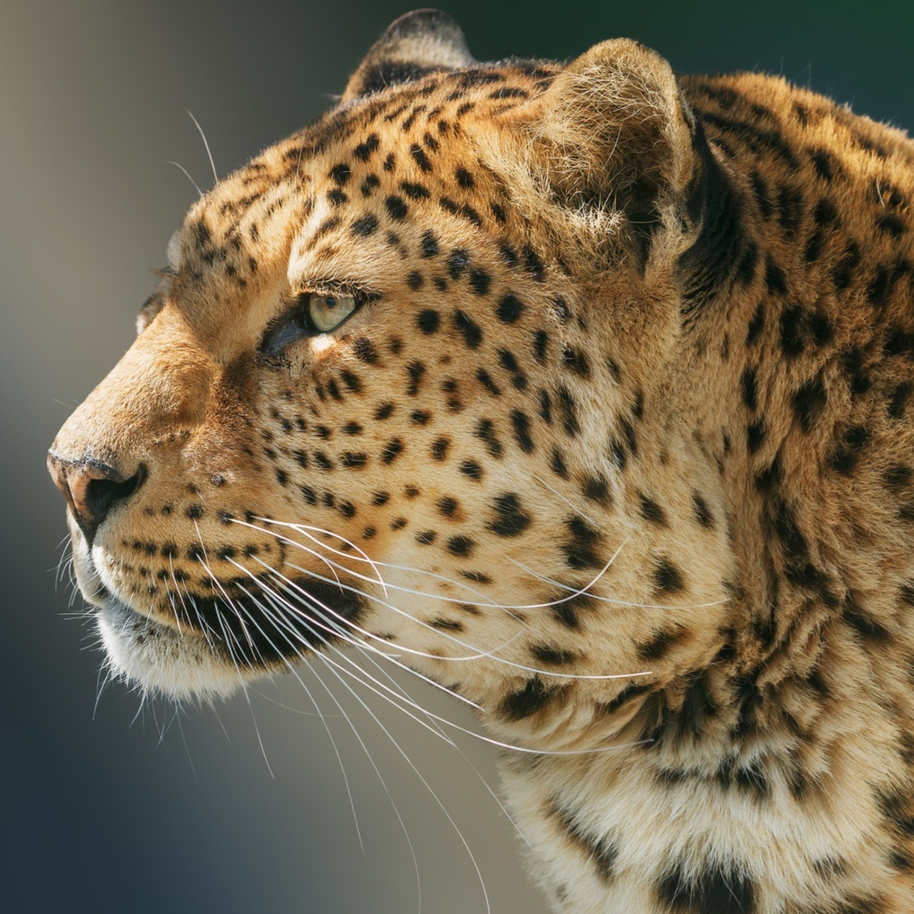 Морда ягуара вид сбоку 