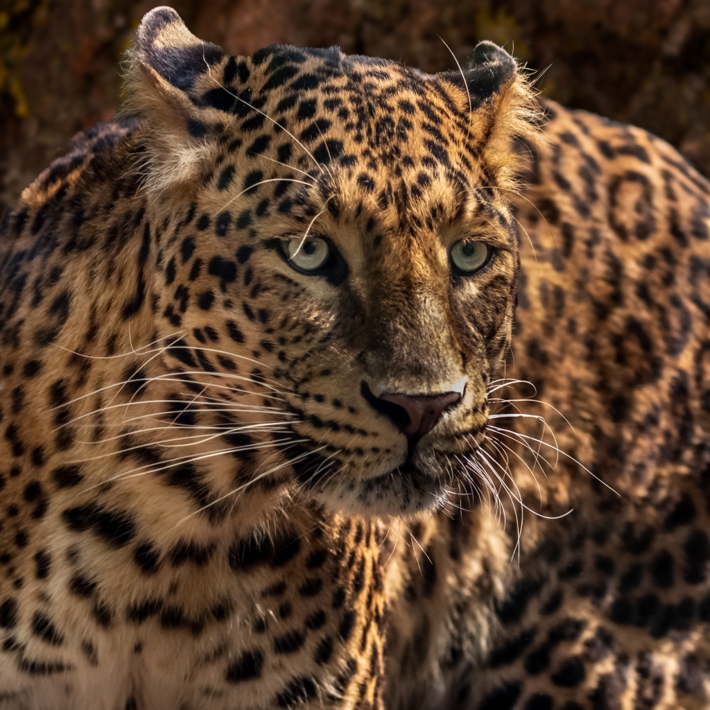 Испуганный большой леопард 