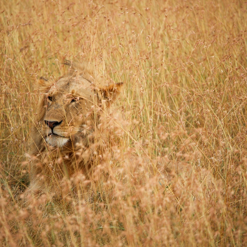 Серьезная большая львица лежит в траве