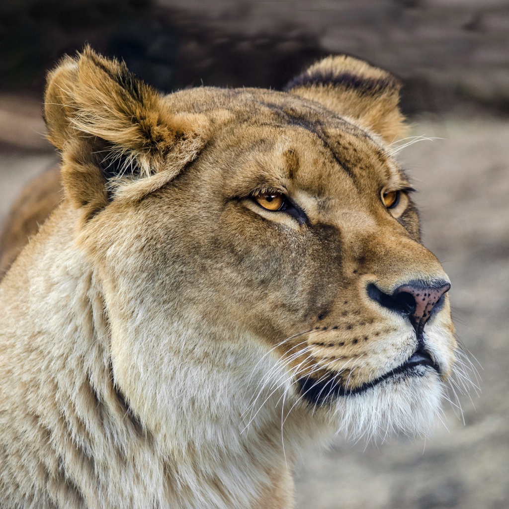 Серьезная морда большой львицы 