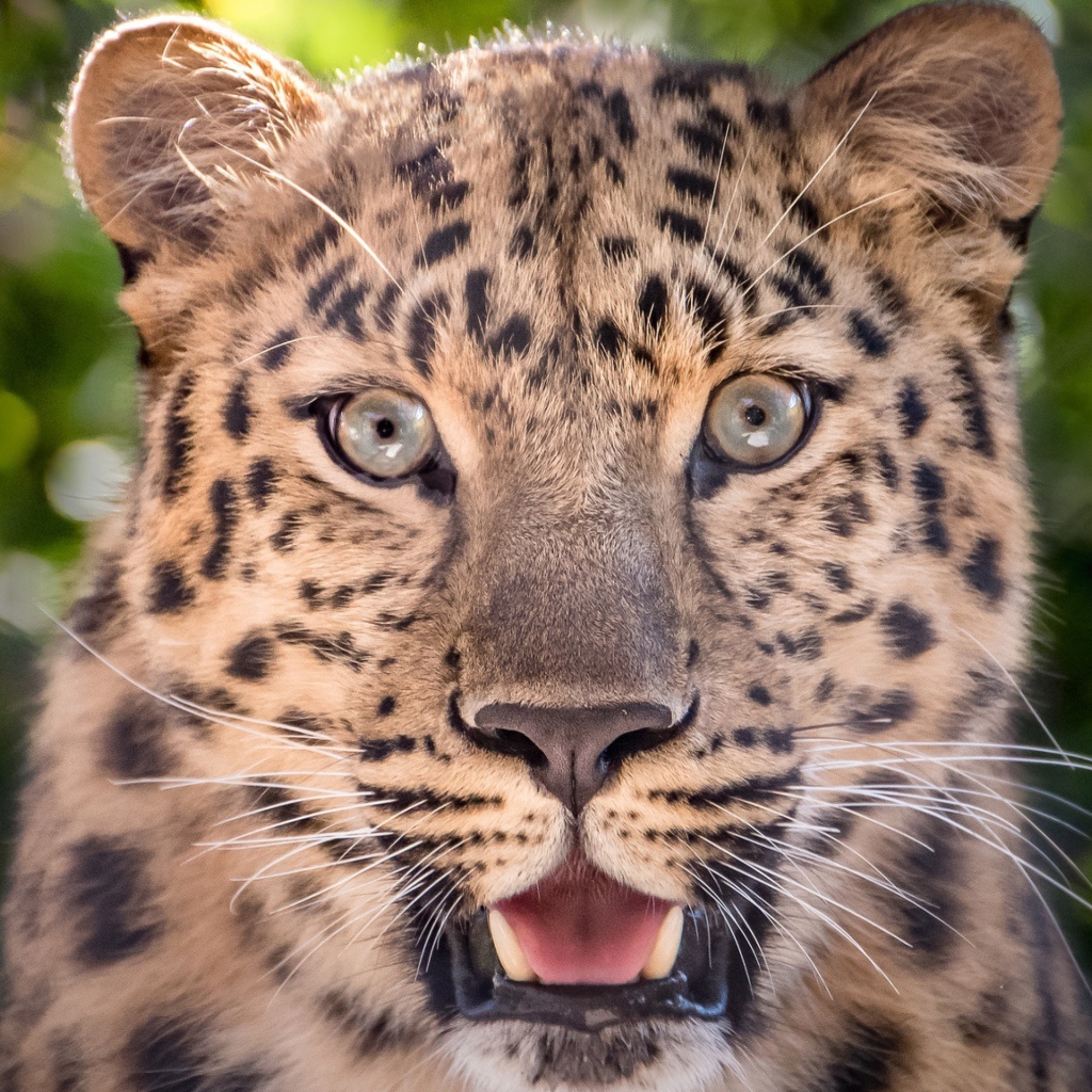 Spotted leopard with open mouth