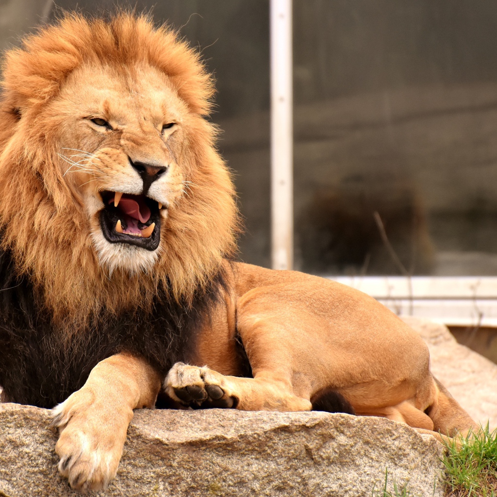 Грозный большой лев лежит на камне