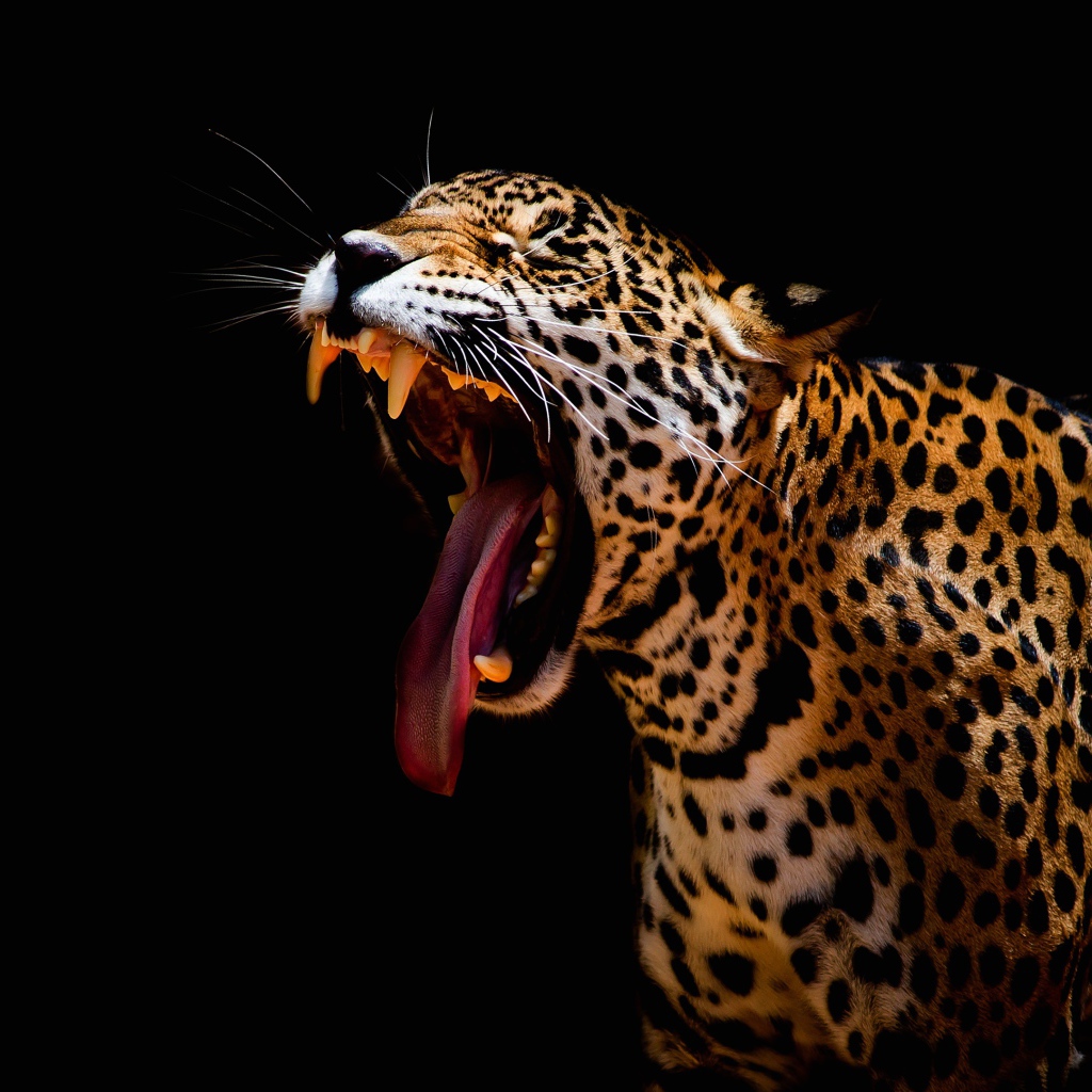 Большой леопард зевает на черном фоне