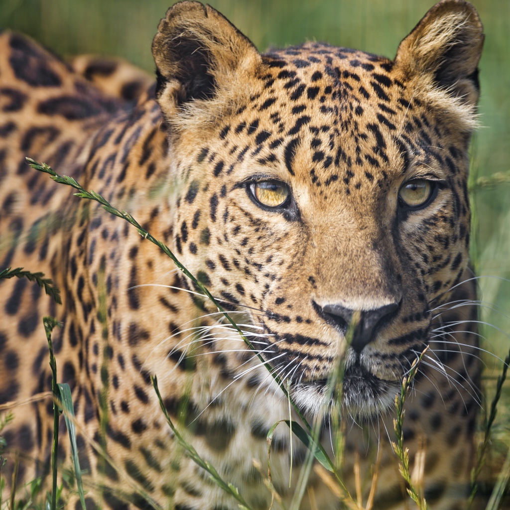 Большой пятнистый леопард сидит в траве