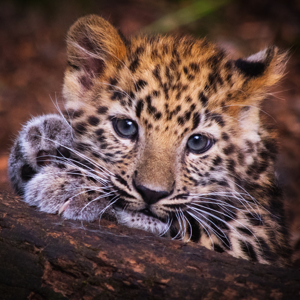 Маленький детеныш леопарда лежит на дереве